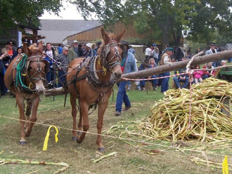 Festival Oklahoma's Official Travel & Tourism Site